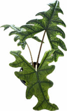 Load image into Gallery viewer, Alocasia Jacklyn with deeply lobed green leaves and dark veining in a black pot.
