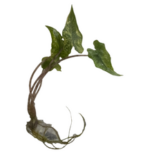 Load image into Gallery viewer, Alocasia Jacklyn aurea variegated with yellow mottled leaves in tissue culture stage
