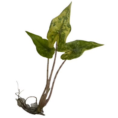 Alocasia Jacklyn aurea variegated with yellow mottled leaves in tissue culture stage