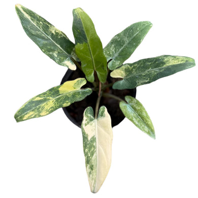 Alocasia Lauterbachiana Aurea Variegated with long green leaves splashed with yellow and cream variegation.