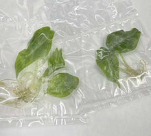 Load image into Gallery viewer, Alocasia Longiloba Purple Tissue Culture Starter Plants
