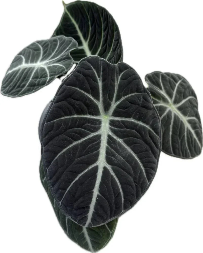 Alocasia Ninja – Thai Exotic Greenery | Velvety Silver Alocasia Ninja – Thai Exotic Greenery | Velvety Silver