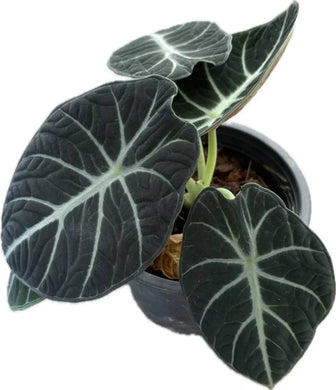 Alocasia Ninja plant with dark green velvety leaves and silver veins in a black pot