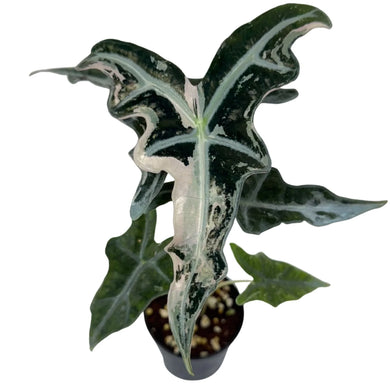 Alocasia Nobilis Pink Variegated with arrow-shaped leaves displaying dramatic dark green and pink marbled variegation in a small nursery pot.