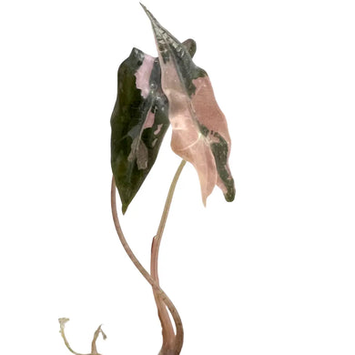 Alocasia Nobilis Pink Variegated with green and blush pink marbled leaves in tissue culture.