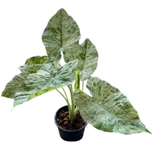 Load image into Gallery viewer, Alocasia Odora Batik with large patterned green leaves in a pot.
