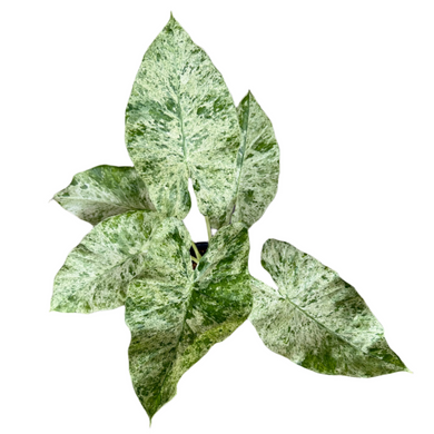 Alocasia Odora Batik with large patterned green leaves in a pot.