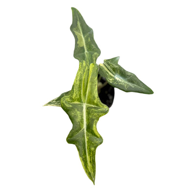 Top view of Alocasia Porteii Aurea Variegated with bright yellow-green marbled foliage and jagged leaf edges.
