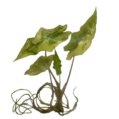 Alocasia Porteii Aurea Variegated tissue culture plant with golden variegated lobed leaves.