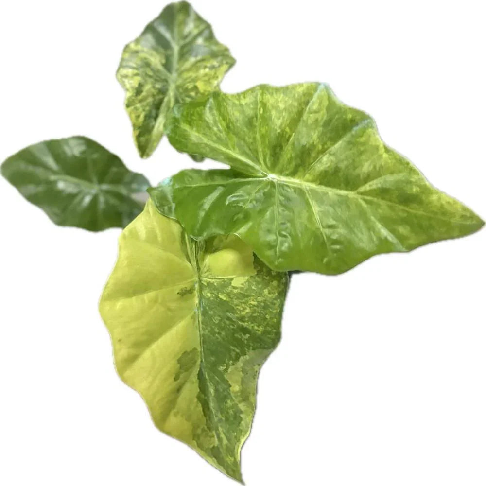 Alocasia Portodora Aurea Variegated with large yellow and green marbled foliage.