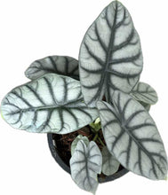 Load image into Gallery viewer, Alocasia Silver Dragon with silvery metallic leaves and deep green veins resembling dragon scales.
