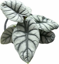Load image into Gallery viewer, Alocasia Silver Dragon with silvery metallic leaves and deep green veins resembling dragon scales.

