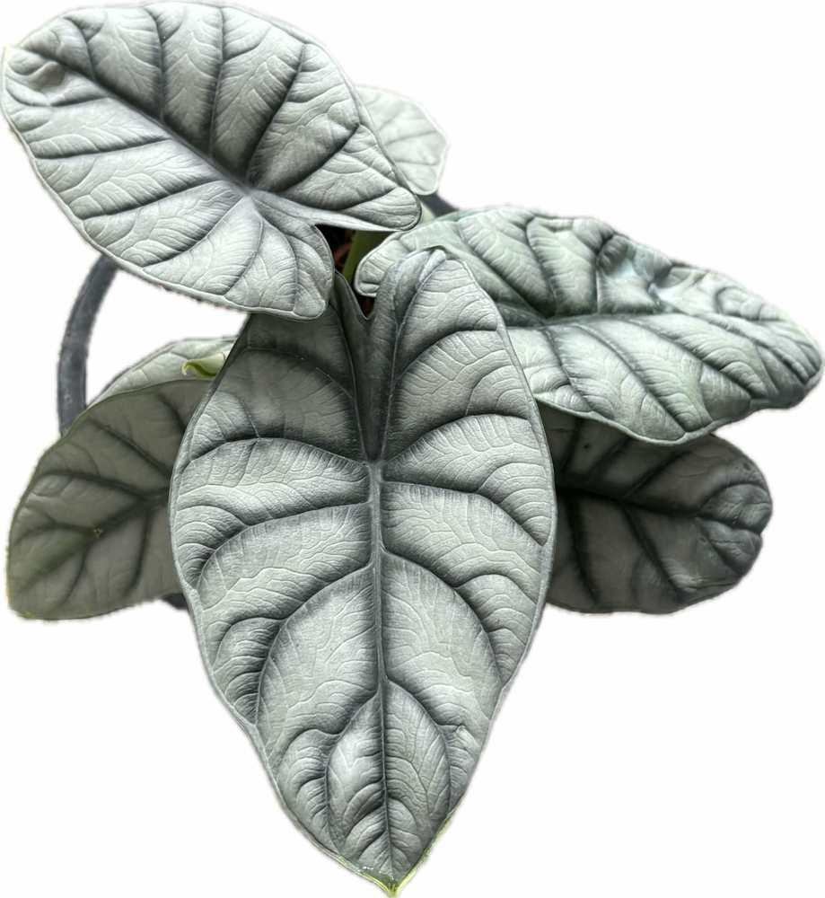 Alocasia Silver Dragon with silvery metallic leaves and deep green veins resembling dragon scales.