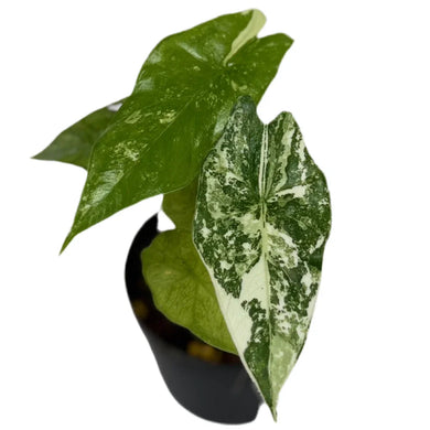 Alocasia Simpo Albo Variegated with striking white and green marbled leaves, arrowhead shape, and glossy texture in a black nursery pot.