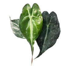 Load image into Gallery viewer, Alocasia Venom plant with silver-veined mature leaves and dark green juvenile foliage

