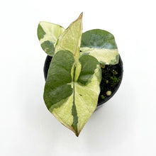 Load image into Gallery viewer, Alocasia Yucatan "Copy" Variegated
