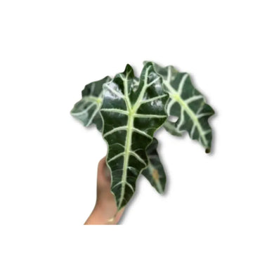 Alocasia amazonica plant with dark green arrow-shaped leaves and white veins held by hand on a white background.