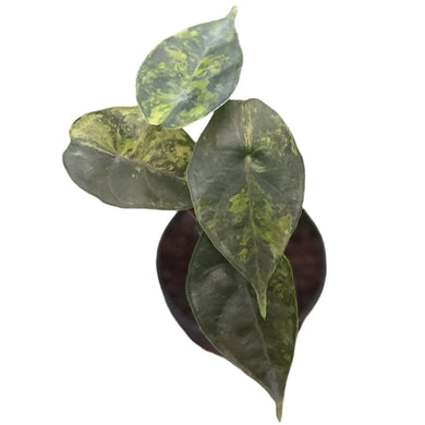 Alocasia azlanii aurea variegated plant with dark glossy leaves and yellow marbling
