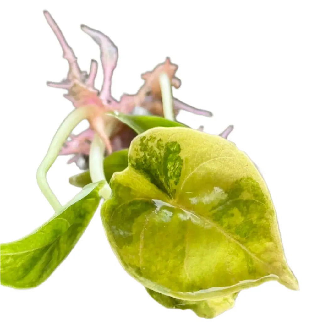 Alocasia azlanii aurea variegated (Tissue Culture) - TEG – Thai