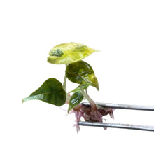 Load image into Gallery viewer, Alocasia azlanii aurea variegated tissue culture with deep metallic leaves and golden-yellow variegation
