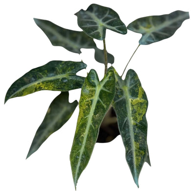 Alocasia bambino aurea variegated with arrow-shaped dark green leaves featuring bold yellow variegation, displayed in a small black nursery pot.