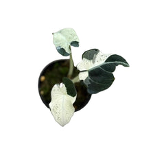 Load image into Gallery viewer, Alocasia black velvet dalmantian

