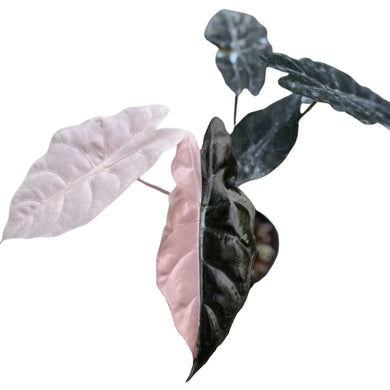 Close-up of Alocasia chantrieri variegated, pink and black leaves on a white background