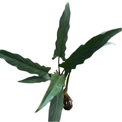 Alocasia lauterbachiana plant with long, dark green, wavy-edged upright leaves