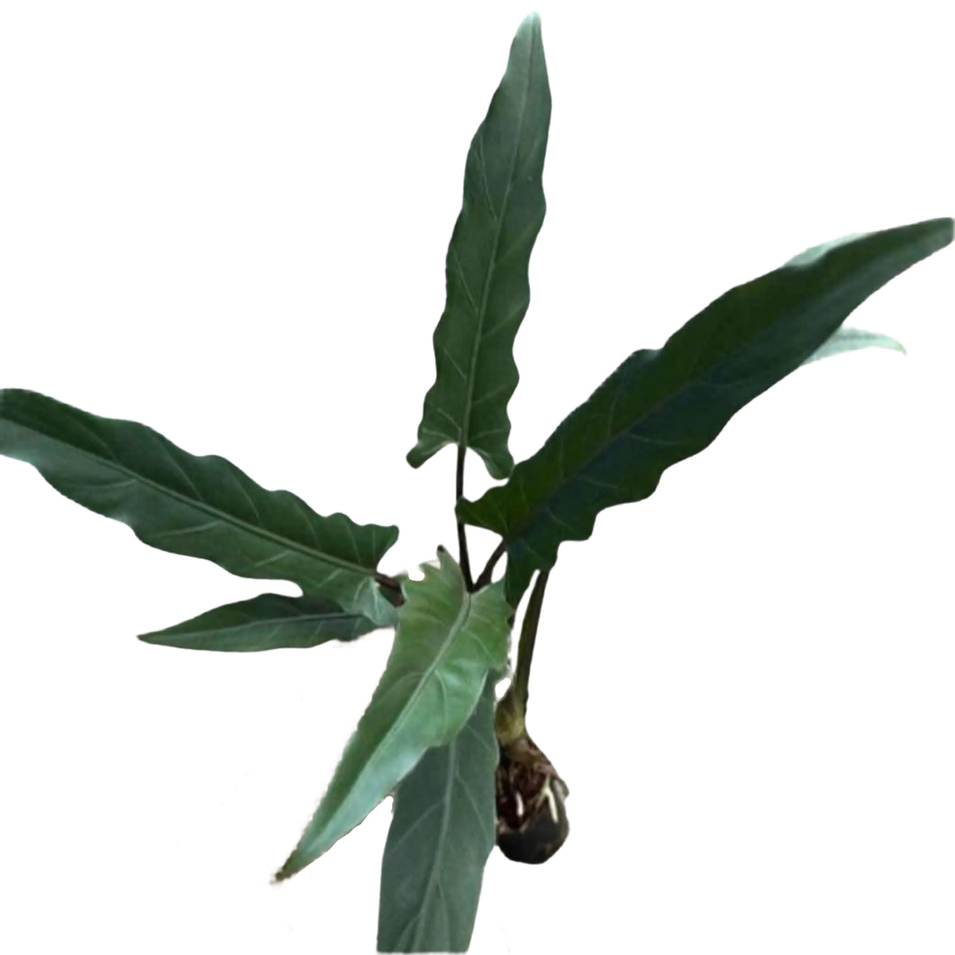 Alocasia lauterbachiana plant with long, dark green, wavy-edged upright leaves