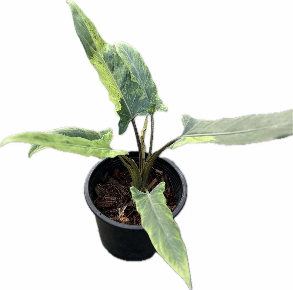 Variegata  Tagged "Alocasia" Thai Exotic Greenery