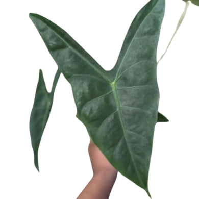 Close-up of Alocasia longiloba with dark green, arrow-shaped leaf held in hand.
