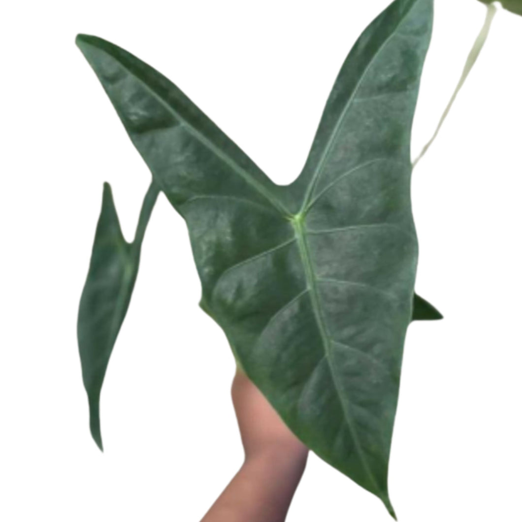 Close-up of Alocasia longiloba with dark green, arrow-shaped leaf held in hand.