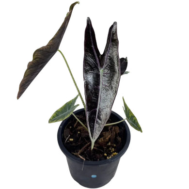 Alocasia longiloba purple / black cobra with dark purple arrow-shaped leaves and silver veining in a black nursery pot.