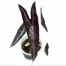 Load image into Gallery viewer, Alocasia longiloba purple / black cobra with dark purple arrow-shaped leaves and silver veining in a black nursery pot.
