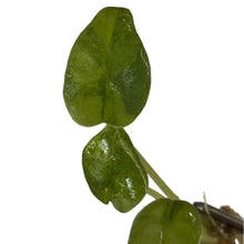 Load image into Gallery viewer, Alocasia melo aurea variegated tissue culture plant with thick textured leaves.
