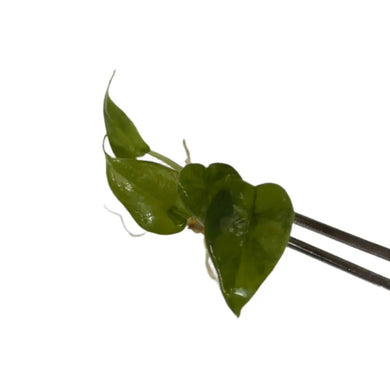 Alocasia melo aurea variegated tissue culture plant with thick textured leaves.