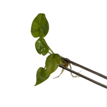 Load image into Gallery viewer, Alocasia melo aurea variegated tissue culture plant with thick textured leaves.

