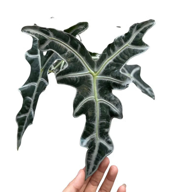 Alocasia nobilis plant with long dark green lobed leaves and bright white veins held by hand on white background.
