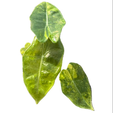 Alocasia pseudosanderiana aurea variegated with elongated green leaves featuring golden-yellow variegation.