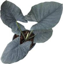 Load image into Gallery viewer, Alocasia reginae with dark, velvety arrow-shaped leaves and prominent veining in a potted display.
