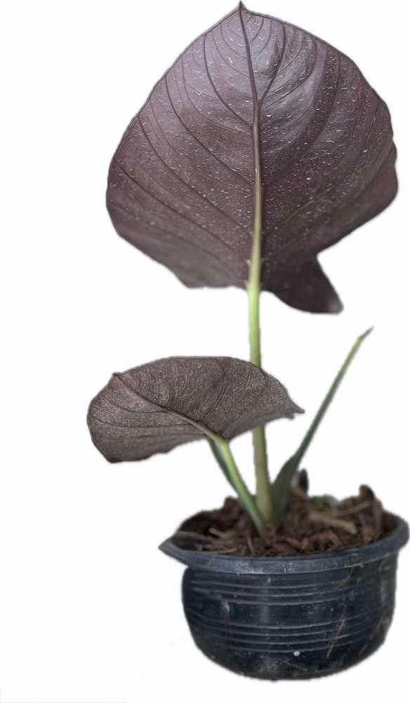 house plant arrow shaped leaves Alocasia reginae - TEG
