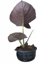 Load image into Gallery viewer, Alocasia reginae with dark, velvety arrow-shaped leaves and prominent veining in a potted display.
