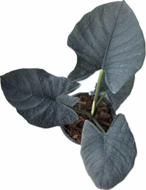 Alocasia reginae with dark, velvety arrow-shaped leaves and prominent veining in a potted display.