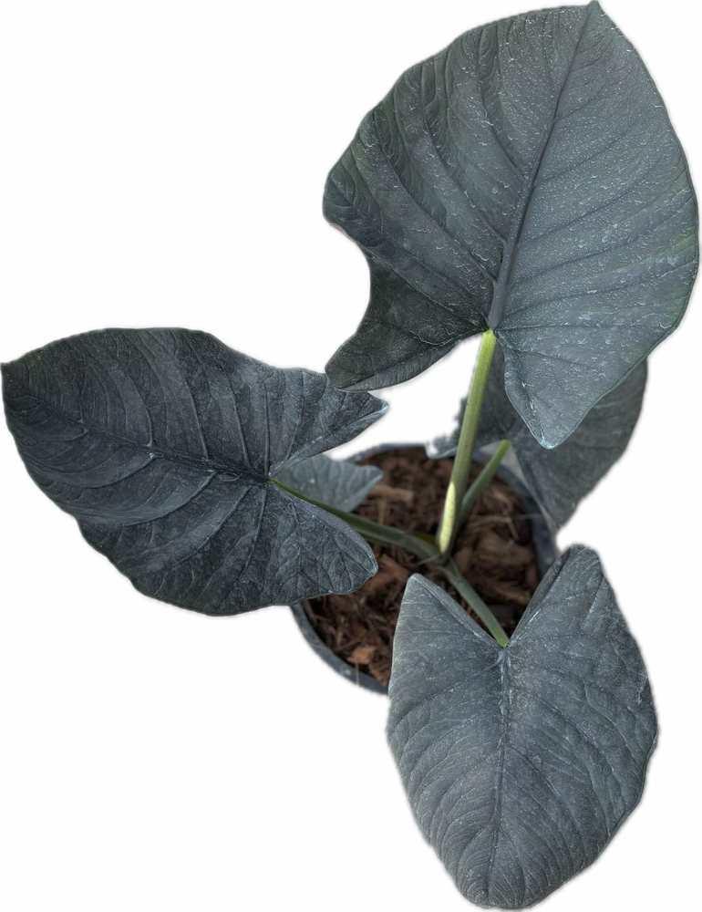 Alocasia reginae with dark, velvety arrow-shaped leaves and prominent veining in a potted display.