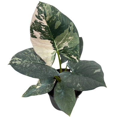 Alocasia reginae albo variegated with marbled white and green foliage in a nursery pot