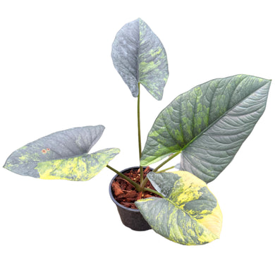 Alocasia reginae aurea variegated plant with dark textured leaves and golden marbling