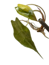 Load image into Gallery viewer, Alocasia sanderiana bull aurea variegated tissue culture plant with narrow yellow-green foliage
