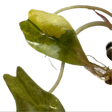 Load image into Gallery viewer, Alocasia sanderiana bull aurea variegated tissue culture plant with narrow yellow-green foliage
