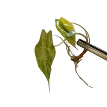 Load image into Gallery viewer, Alocasia sanderiana bull aurea variegated tissue culture plant with narrow yellow-green foliage
