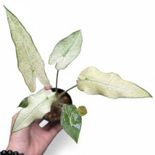 Load image into Gallery viewer, Alocasia sarian mint with mint-green and cream variegated arrow-shaped leaves in a pot.

